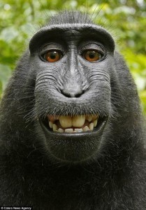 Create meme: monkey , happy monkey , animals cute