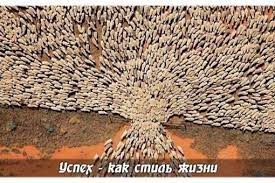 Create meme: a flock of sheep