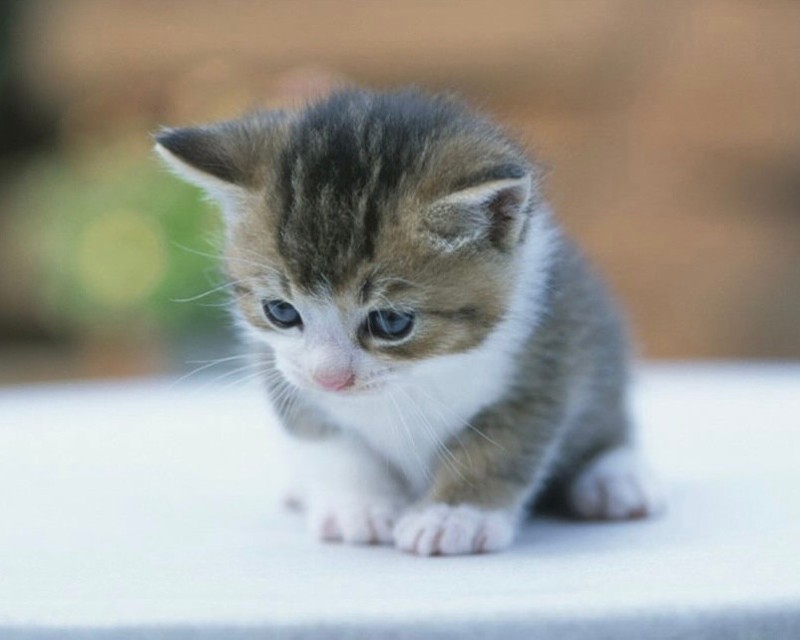 Create meme: cute little cats, very small kittens , very cute kittens 