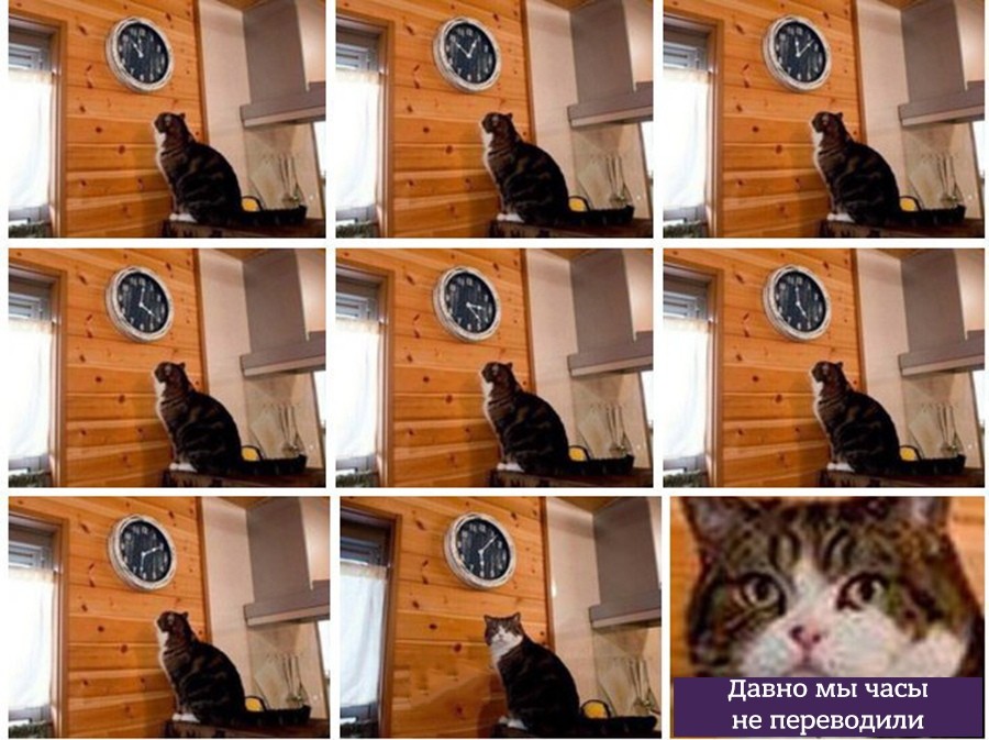 Create meme "cats , meme cat , cat " - Pictures - Meme-arsen