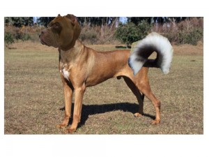 Create meme: sharpei dog, dog, dog breeds