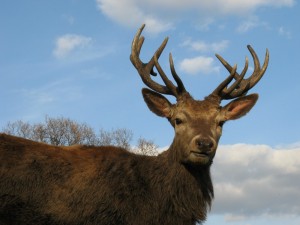 Create meme: horned deer, red deer, deer maral