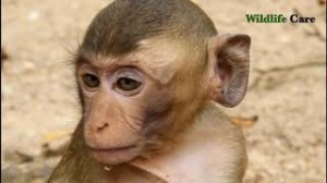 Создать мем: мем обезьяна смотрит в сторону, Baby Monkey, обезьяна