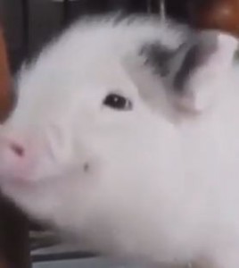 Создать мем: свинки, кролик, белая морская свинка фото