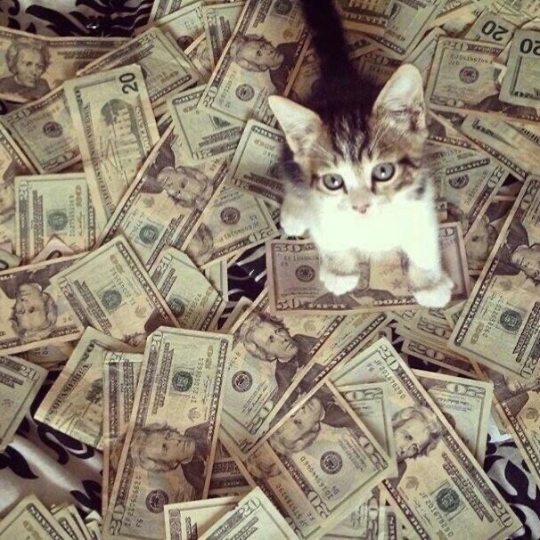 Create meme: cat and money, cash cat, A kitten with money