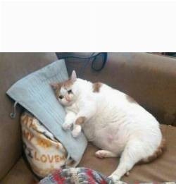 Create meme: fat cat crying meme, crying fat cat, fat cat meme