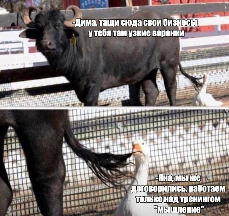 Create meme: funny animals , the goose holds the bull by the tail, fun 