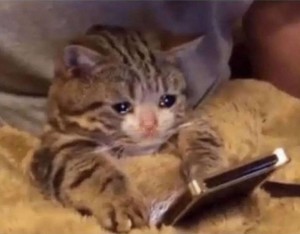 Create meme: sad cat looks at the phone, crying cat, cat sad 