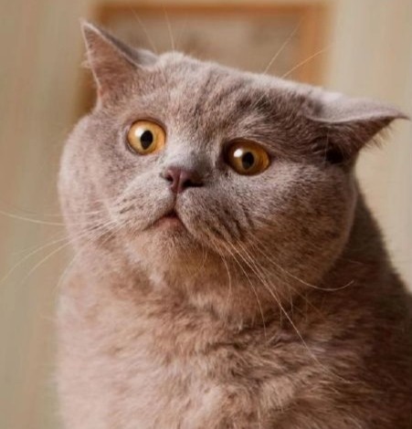 Create meme: cat British, British shorthair cat, cat 