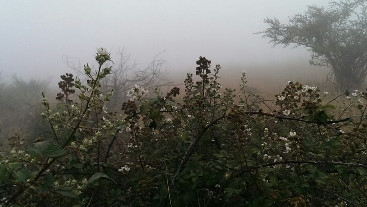 Create meme: bushes in the fog, potted flowers, wuthering heights aesthetics