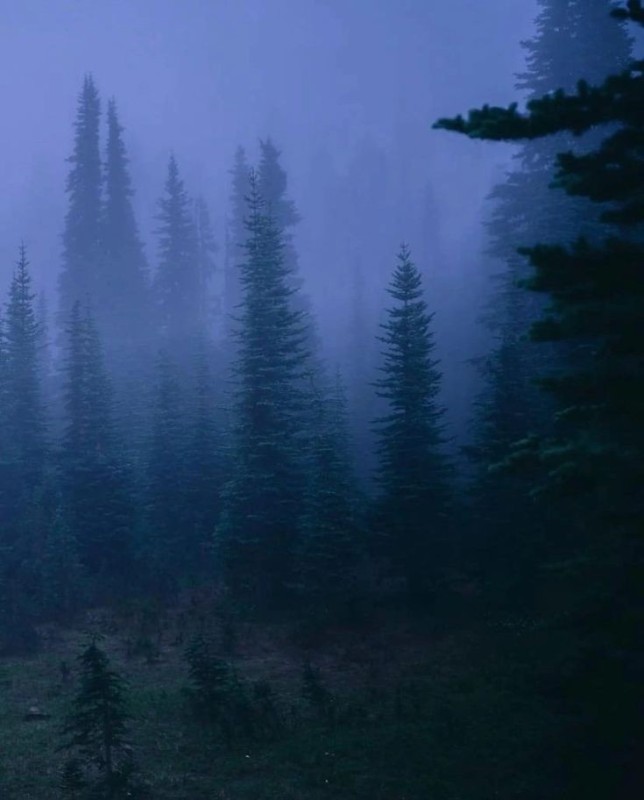 Создать мем: фон леса, темный лес, природа туман