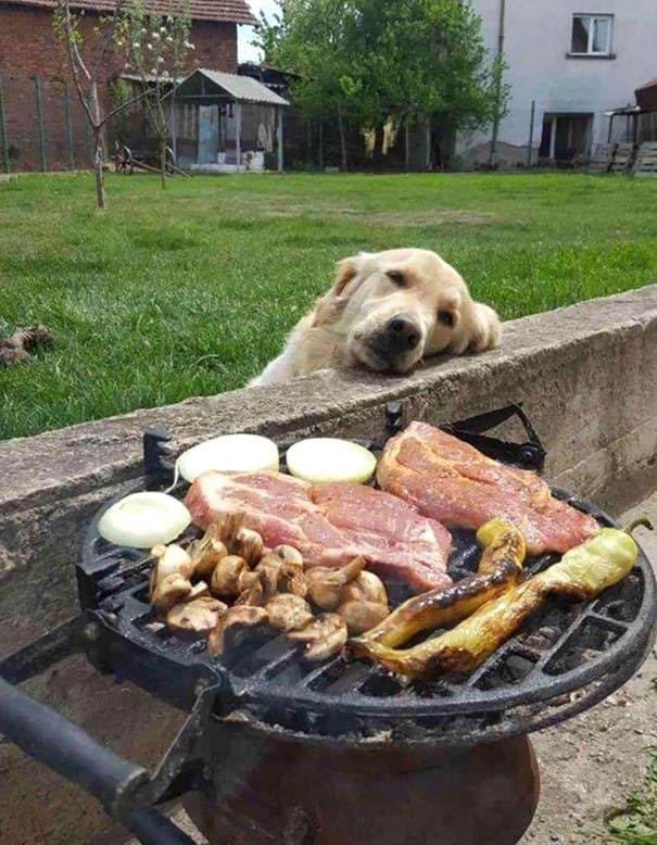 Create meme: dog and kebab, dog , barbecue dog