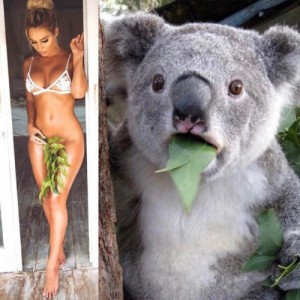 Create meme: Koala