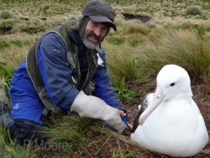 Create meme: albatros compared human, Albatross and Seagull, Albatross and man photo