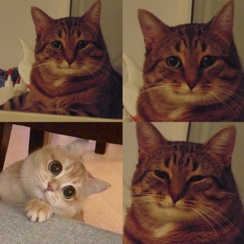 Create meme: smiling cat meme, cat meme , happy cat meme