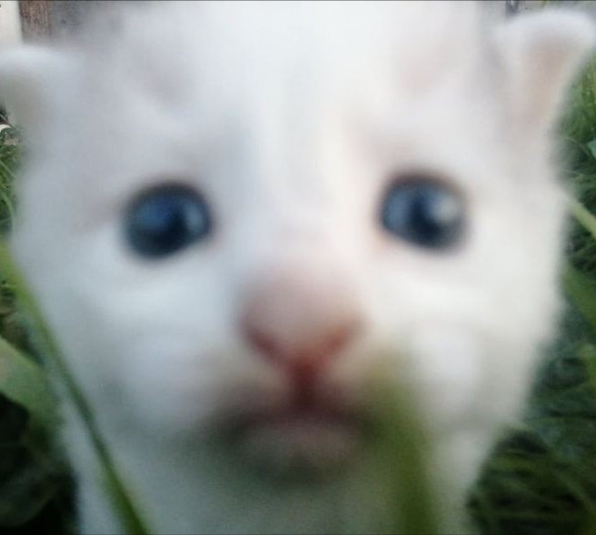 Создать мем: белые котята мальчики, котики, кошка