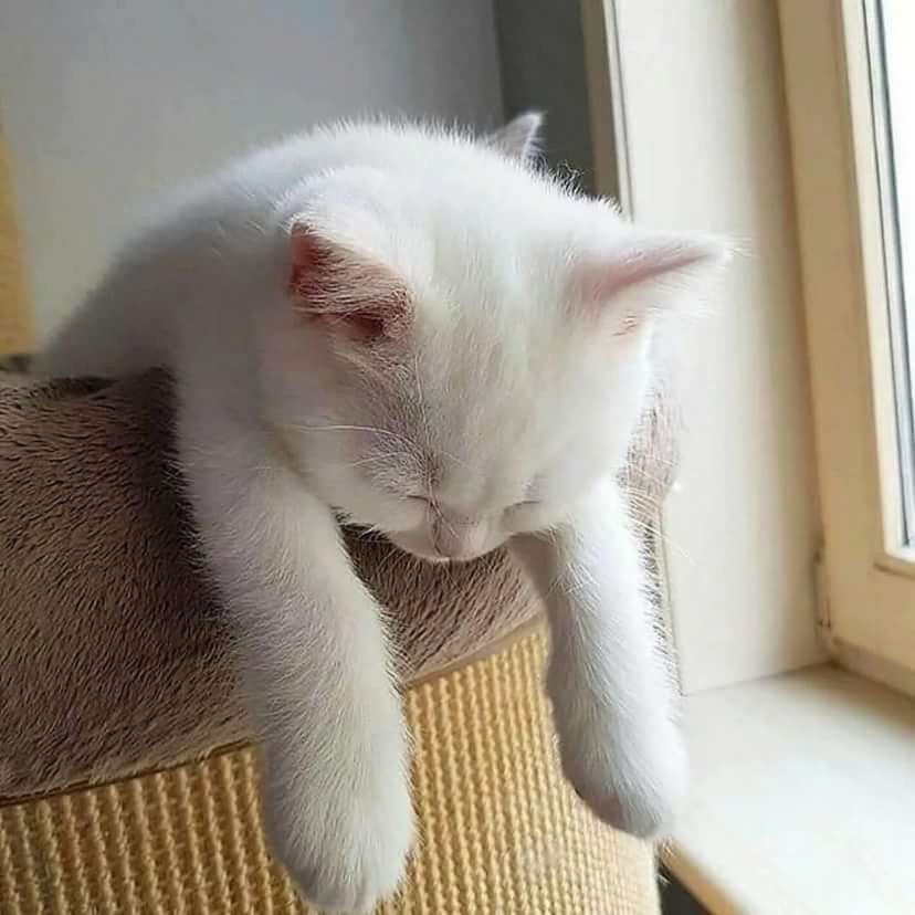 уставший кот фото