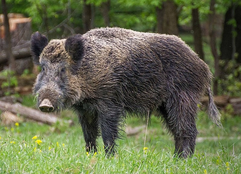 Create meme: wild boar (sus scrofa l.), wild boar cleaver boar, boar boar cleaver