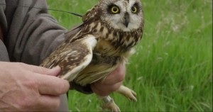 Create meme: long-eared owl, owl, owls