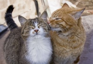 Создать мем: кот и кошка, кот и кошка парочка, котик любовь