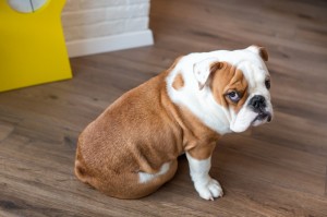 Create meme: bulldog puppy, bulldog, English bulldog