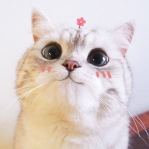 Создать мем: котик с розовыми щечками, милые котики с надписями, милый котейка