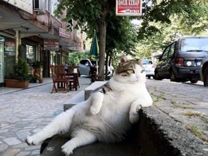 Create meme: the cat came tombile from Istanbul, cats, cat