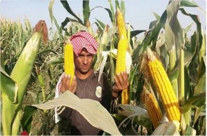 Создать мем: dekalb кукуруза, кукурузное поле, выращивание кукурузы