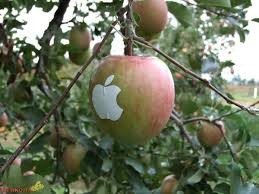 Создать мем: яблоня аркад розовый, яблоня лигол, японская яблоня плоды