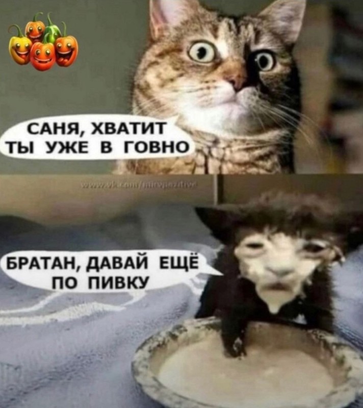 Создать мем: кот в сметане, кот, котик