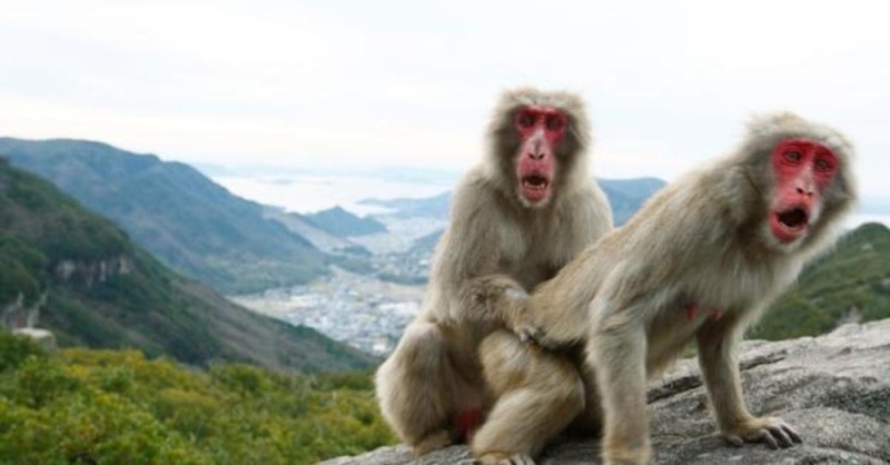 Create meme: Japanese macaque, monkey , japanese female macaque