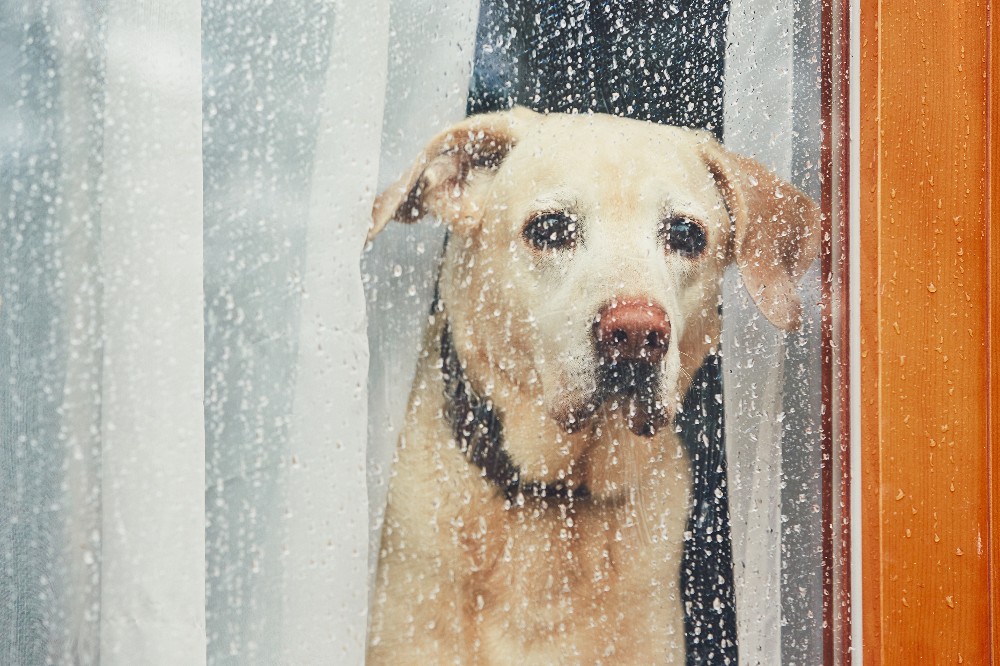 Create meme: the dog in the window, waiting for dog, Labrador Retriever 