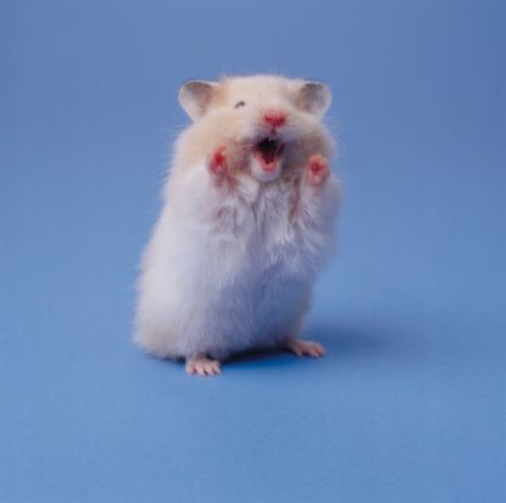 Create meme: evil hamster, The evil hamster, evil hamsters