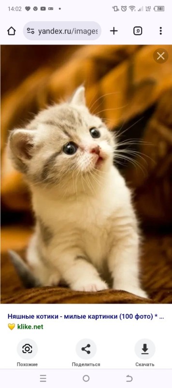 Create meme: cute cat , cute kittens, seals beautiful 