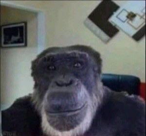 Создать мем: горилла обезьяна, обезьяны мем, упоротая обезьяна