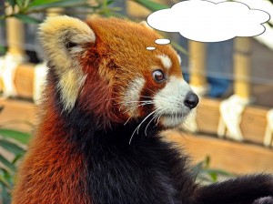 Создать мем: гималайская красная панда, малая панда, красная малая панда