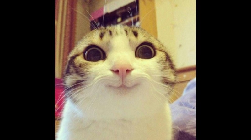 Create meme: animals cute, cats memes, the smiling cat meme