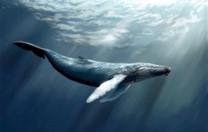 Создать мем: самый одинокий кит в мире, синий кит, голубой кит balaenoptera musculus