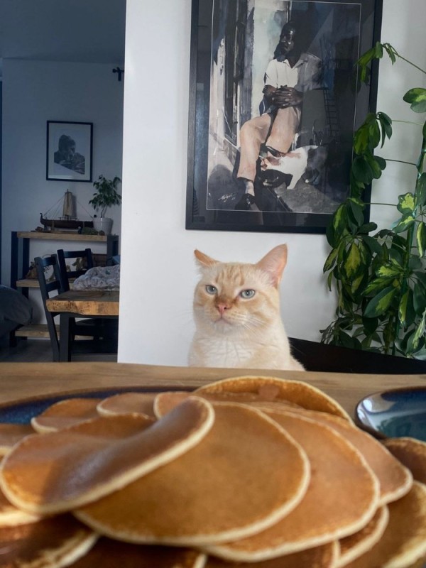 Create meme: cat pancakes, pancakes , tea with pancakes