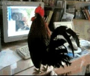 Создать мем: петух за компьютером, петух, петух курица
