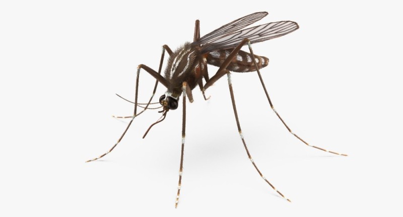 Create meme: a mosquito on a transparent background, the mosquito , a mosquito on a white background