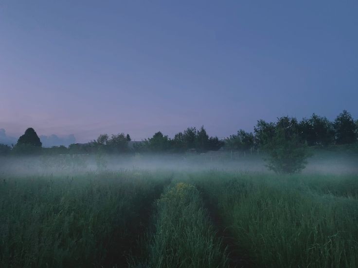 Create meme: landscape , nature , morning mist 