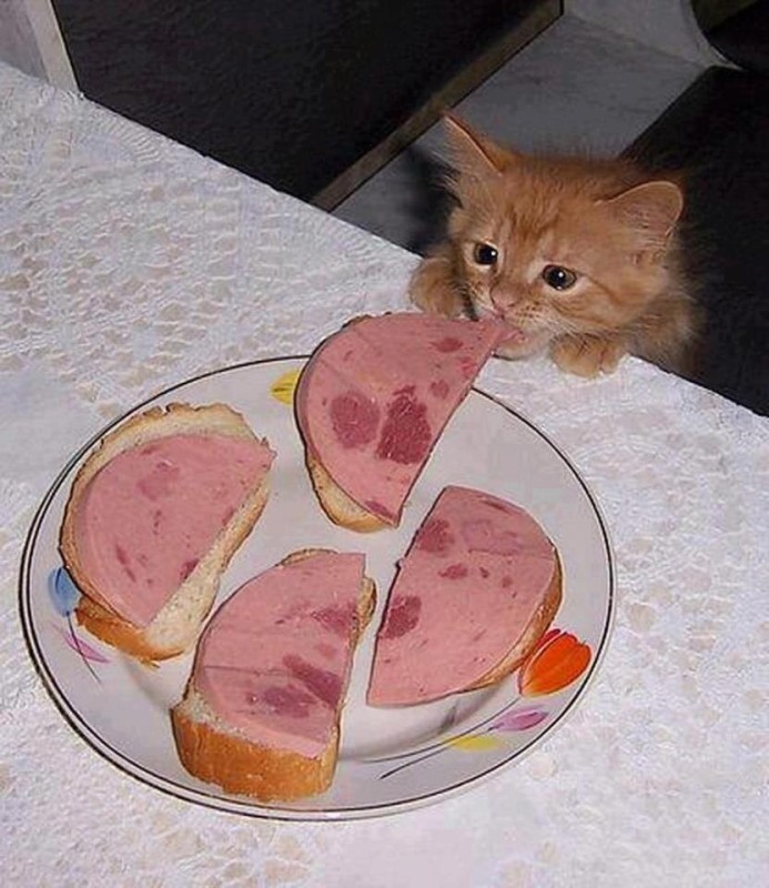 Создать мем: котики смешные, кот ворует, кот с колбасой
