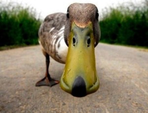 Create meme: bird Mallard , rabid duck, duck duck