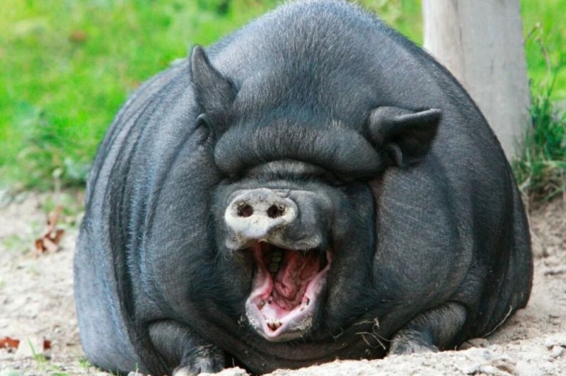 Create meme: Vietnamese pot-bellied pig, fat pigs, big pig