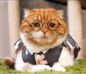 Создать мем: Кошка, Экзотическая кошка, рыжая кошка в очках