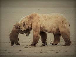 Создать мем: медведь гризли, дикая природа, медведь защищает медвежонка