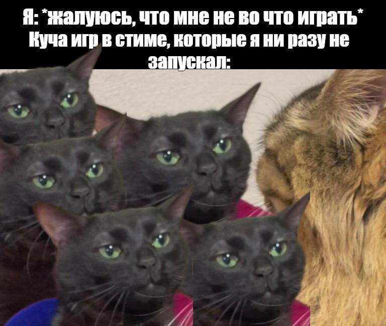 Create meme: cat , humor , fun 