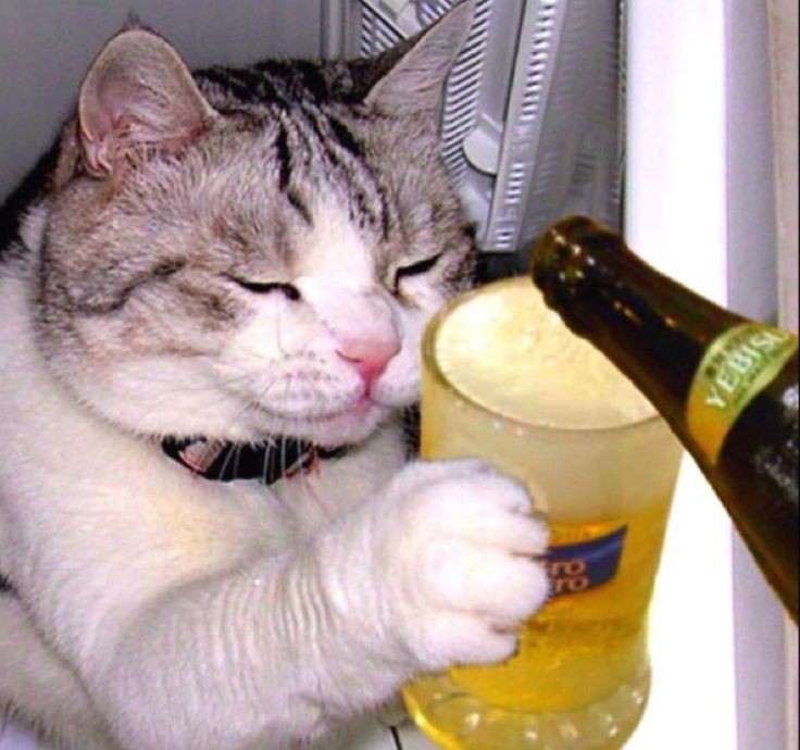 Create meme: drunk cat, cat with beer, cat with beer