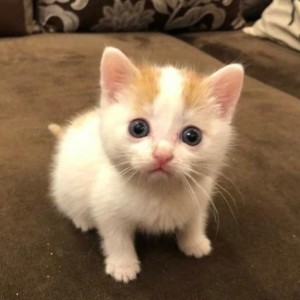 Создать мем: котенок белый, милые коты, котята